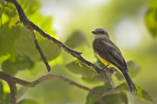 Tropik Bir Kingbird Tyrannus Melankolikus Ağaca Tünemiş — Stok fotoğraf