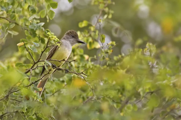 Nutting Flycatcher Myiarchus Nuttingi Színes Bokorban — Stock Fotó