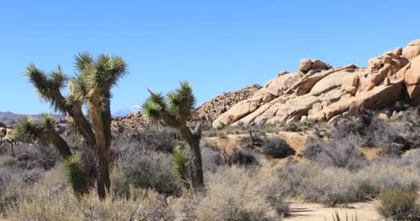 Sahne Joshua Tree Ulusal Parkı Kaliforniya — Stok video