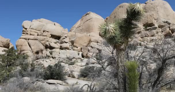 Kilátás Joshua Tree Nemzeti Parkra Kalifornia — Stock videók