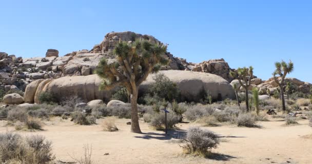 Scena Parku Narodowego Joshua Tree Kalifornia — Wideo stockowe