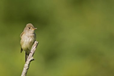 Bir Willow Flycatcher, Empidonax Traillii, tek bir kuş.