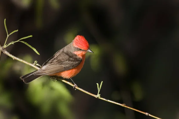 Vermilion Flycatcher Pyrocephalus Obscurus Posado Rama — Foto de Stock