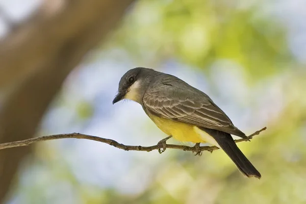 Západní Kingbird Tyrannus Verticalis Sedí Větvi — Stock fotografie