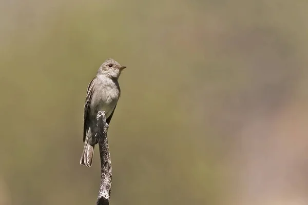 Western Wood Pewee Contopus Sordidulus Encaramado —  Fotos de Stock