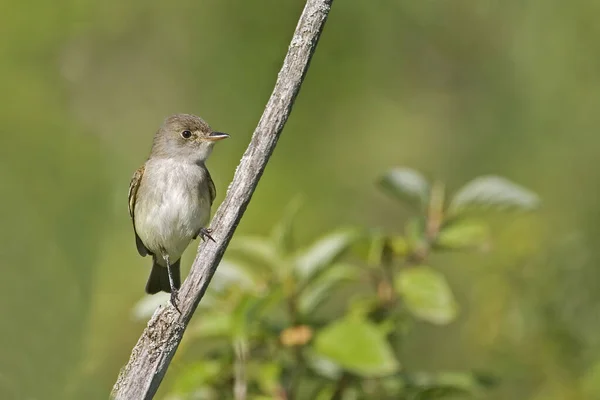 Μια Willow Flycatcher Empidonax Traillii Σκαρφαλωμένη Και Επιφυλακή — Φωτογραφία Αρχείου