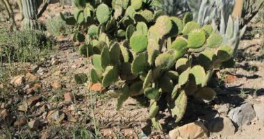 Wilcox Prickly Pear, Opuntia Wilcoxii, Sonoran Çölü 4K 'dan.