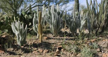 Wooly Prickly Pear, Opuntia Cochenillifera, Sonoran Çölü 4K 'dan.