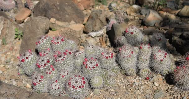 Hedgehog Cactus Echinocereus Deserto Sonoro — Vídeo de Stock