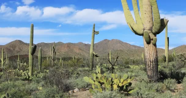 Saguaro Kaktüsü Carnegiea Dev Çayı Açık Bir Günde — Stok video