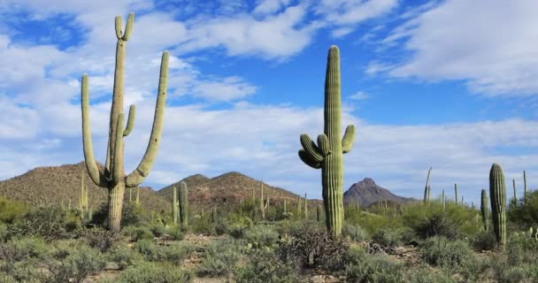 Saguaro Cactus Carnegiea Gigantea Hermoso Día — Vídeo de stock