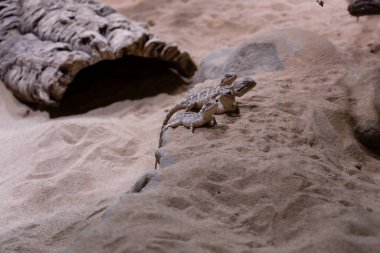 Steppe Agama (Tragelus sanguinolentus) hayvanat bahçesinde.