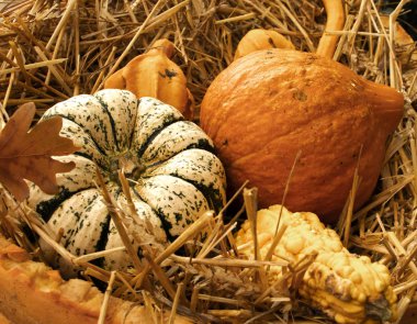 balkabağı Cadılar Bayramı sarı sebze taze