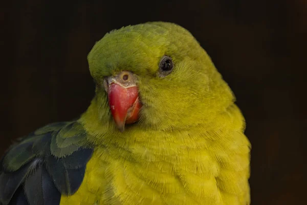Portret Papugi Regent Papuga Lub Kamyk Jest Ptak Znaleziony Południowej — Zdjęcie stockowe