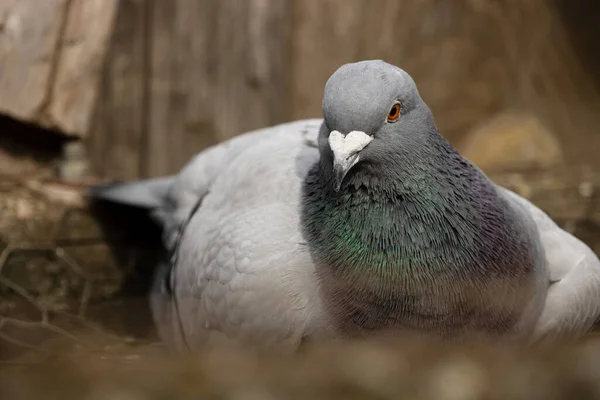 Pombo Doméstico Columba Livia Domestica Uma Subespécie Pombo Que Foi — Fotografia de Stock