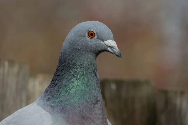 Portrait Pigeon Pigeon Accueil Pigeon Course Pigeon Messager Domestique — Photo