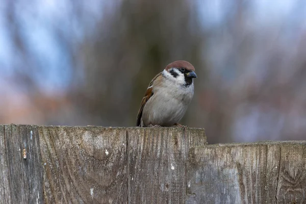 Kleiner Sperling Sitzt Auf Einem Holzzaun — Stockfoto