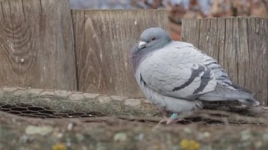 Evcil güvercin. (Columba livia domestica) 