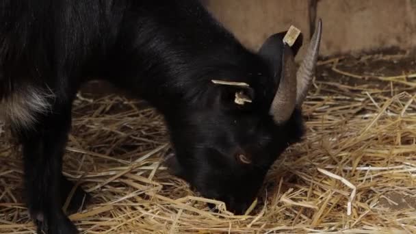 La chèvre noire mange du foin du sol .
