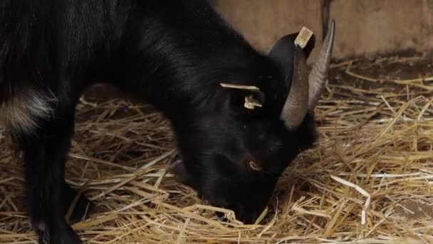 Black Goat Eats Hay Ground — Stock Video