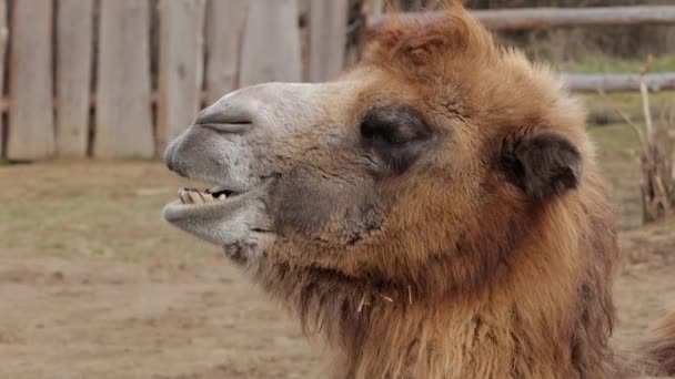 Kameel Van Dichtbij Uitzicht Een Kameel Kauwen — Stockvideo