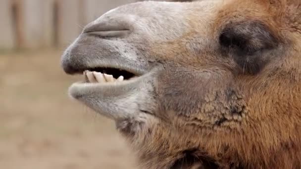 Utsikt Från Nära Kamelen Tuggar Camelus Bactrianus — Stockvideo