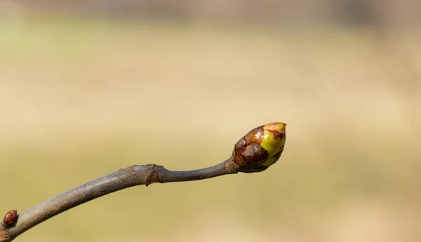 Baumknospen Frühling Zweig Mit Knospen Blühender Baum — Stockfoto