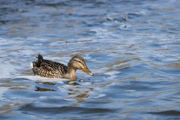 Duck floating down the river.(Anas platyrhynchos)