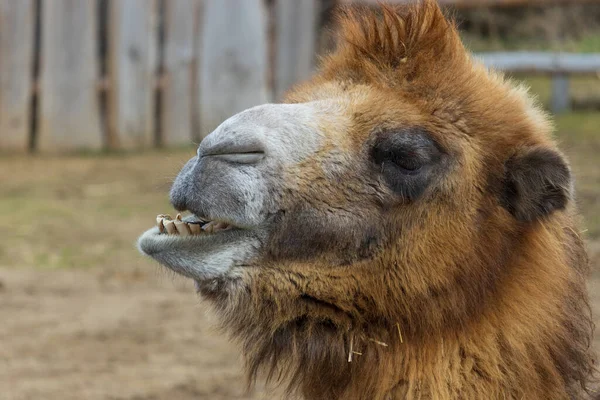 動物園公園のプロフィールからバクトリア朝のラクダの肖像画 カメラス フェルス — ストック写真