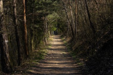 Ormandaki güneş ışınlarıyla aydınlatılan turist geçidi.