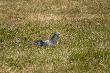 Gagasındaki çimlerin üzerinde duran bir güvercin. (Columba Livia)