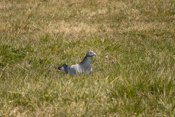 Pigeon Debout Sur Brin Herbe Dans Son Bec Columba Livia — Photo