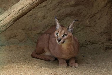 Caracal kumlu çayırında oturuyor. Caracal orta boylu kedi bir hayvandır. Afrika ve Güneybatı Asya 'da yaşıyor..