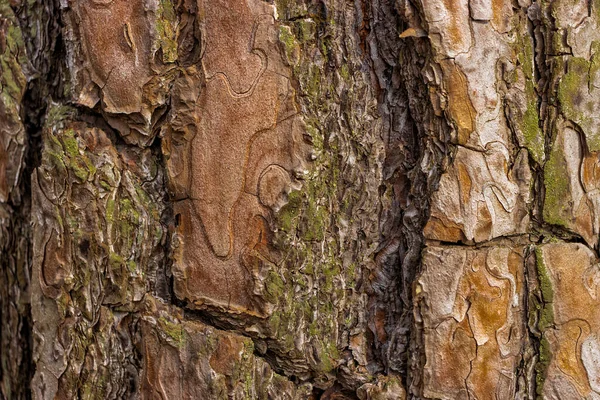 樹皮の質感 天然木の背景 — ストック写真