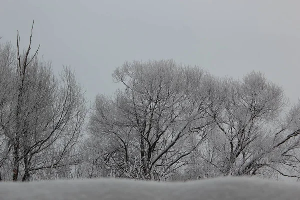 stock image snow on a tree in winter