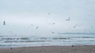 birds sea winter, seagulls ocean