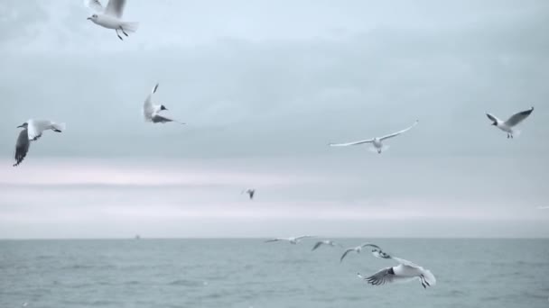 Pássaros Mar Inverno Gaivotas Oceano — Vídeo de Stock