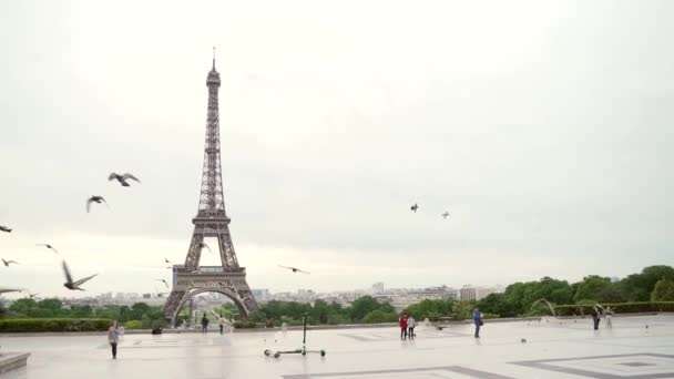 Las Aves Vuelan Fondo Torre Eiffel Francia París — Vídeos de Stock