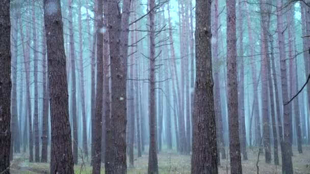 Première Neige Dans Forêt Pins — Video