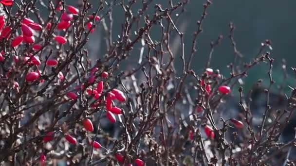巴宝莉秋天的覆盆子 布什在花园里做浆果 越橘冬果 — 图库视频影像