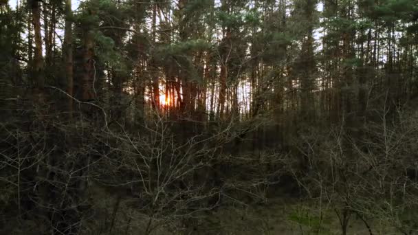 阳光照射穿过针叶松森林 美丽的秋天自然 空中景观 落日透过松树的轮廓在黑暗的森林中窥视 Uhd — 图库视频影像