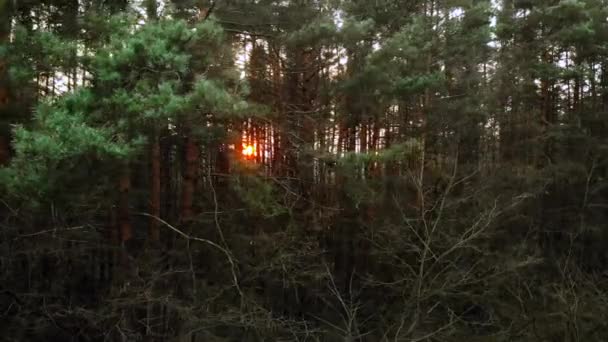 針葉樹の松林を通して太陽が輝きます 美しい秋の自然 空中展望 暗い森の松の木のシルエットを通して夕日のピーク Uhd — ストック動画