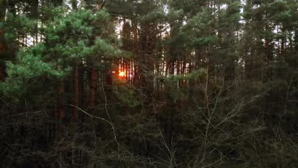 Solstrålar Lyser Genom Barrskogen Vacker Höstnatur Flygutsikt Solnedgång Sol Kikar — Stockvideo