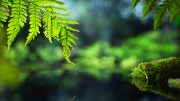 Könnyű Eső Hátterében Pálmafák Esőerdők Meditáció Jóga Harmóniában Van Természettel — Stock videók
