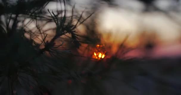 Strzał Bliska Zachód Słońca Słońce Świeci Przez Sosnę Zamazane Tło — Wideo stockowe