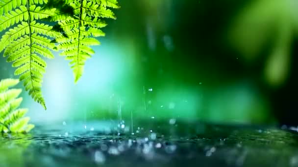 新鲜的绿叶 水滴在水面上 随水滴的概念放松 慢动作 文本的背景复制空间 关闭蕨叶雨水 — 图库视频影像