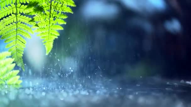 Hojas Verdes Frescas Con Gotas Agua Sobre Agua Relajación Con — Vídeos de Stock