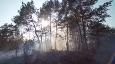 Kuru otları yaktığı için ormanda yangın çıkmış. Çam ormanındaki duman çimenleri ve çalıları yakar. Alevler odun ve çimenleri yakıyor. Yakın mesafeden vurulmuş. 4K