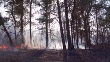 Kuru otları yaktığı için ormanda yangın çıkmış. Çam ormanındaki duman çimenleri ve çalıları yakar. Alevler odun ve çimenleri yakıyor. Yakın mesafeden vurulmuş. 4K