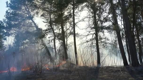 Пожежа Лісі Через Спалювання Сухої Трави Дим Сосновому Лісі Спалює — стокове відео